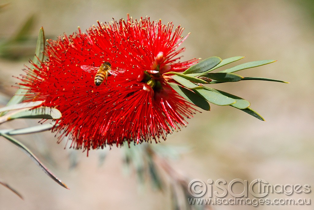 Click image for larger version

Name:	0040-BeeInBottlebrush.jpg
Views:	27
Size:	169.3 KB
ID:	457512