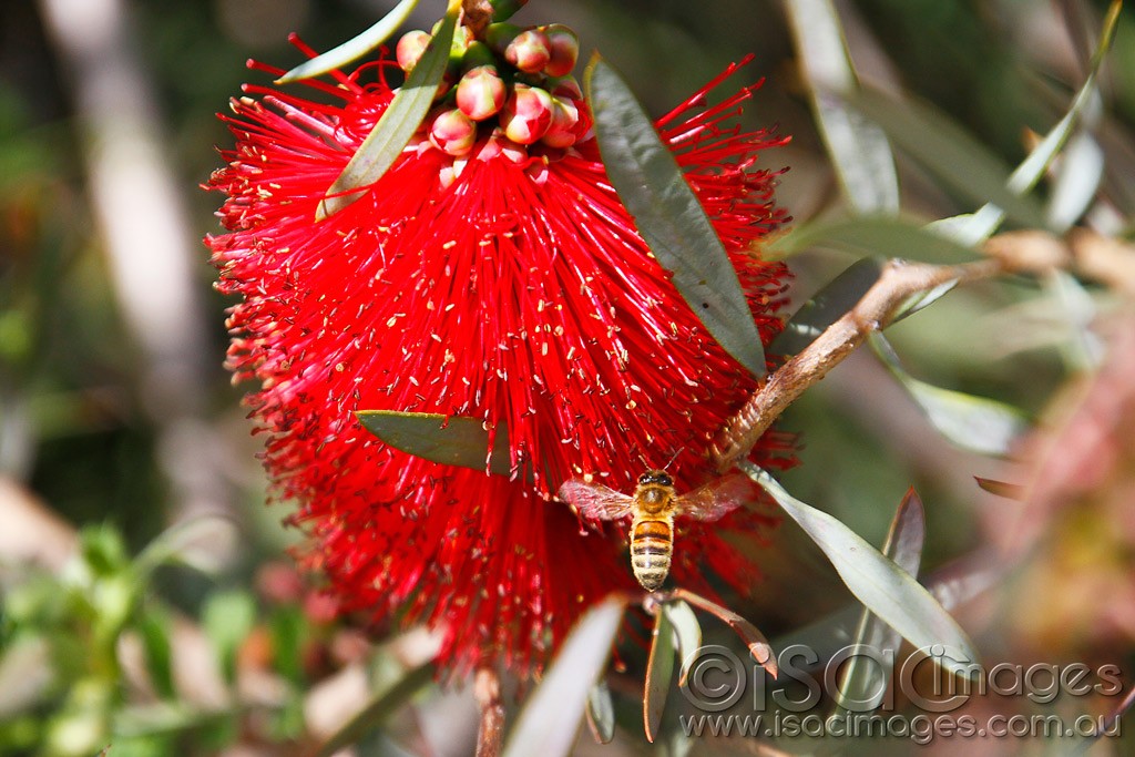 Click image for larger version

Name:	0029-BeeInBottlebrush.jpg
Views:	29
Size:	186.5 KB
ID:	457513