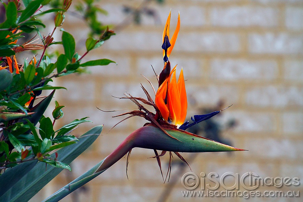 Click image for larger version

Name:	0060-BirdOfParadise.jpg
Views:	34
Size:	185.9 KB
ID:	457515