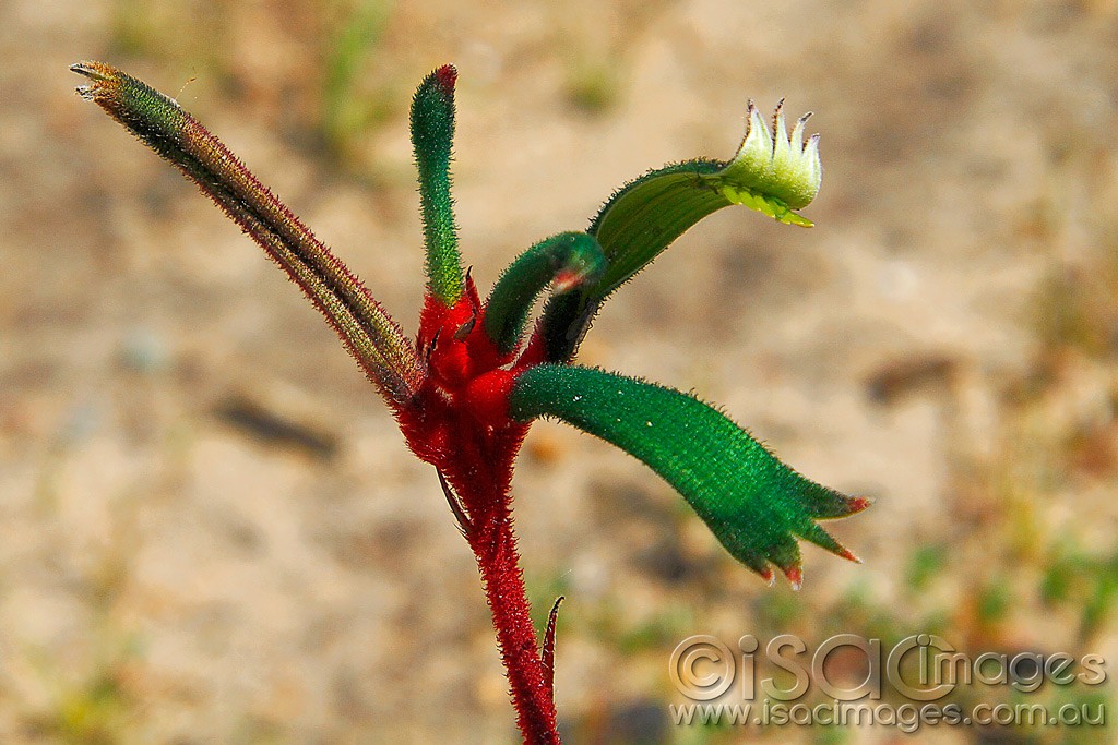 Click image for larger version

Name:	0226-Kangaroo-Paw.jpg
Views:	40
Size:	178.9 KB
ID:	457521