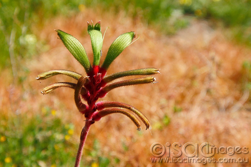 Click image for larger version

Name:	0219-Kangaroo-Paw.jpg
Views:	50
Size:	165.3 KB
ID:	457522