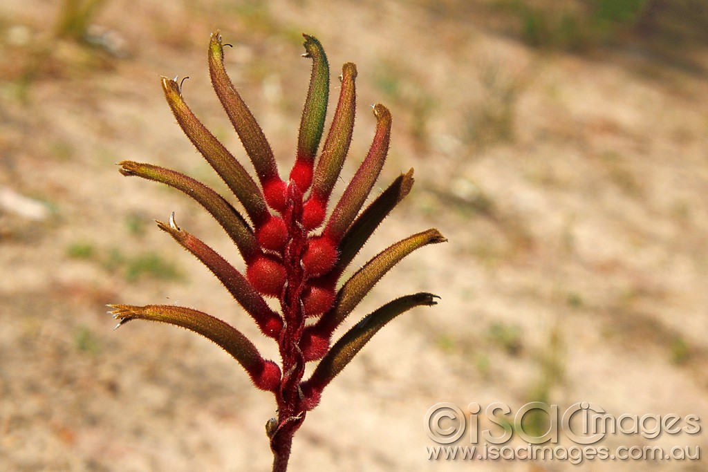 Click image for larger version

Name:	0221-Kangaroo-Paw.jpg
Views:	44
Size:	157.6 KB
ID:	457523