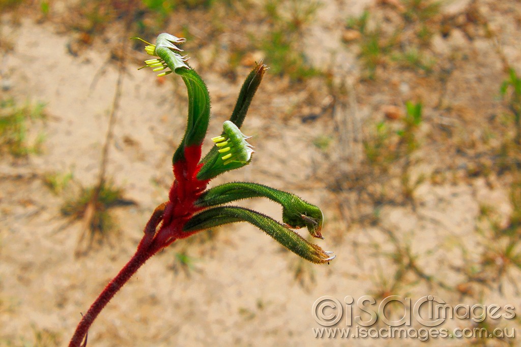 Click image for larger version

Name:	0236-Kangaroo-Paw.jpg
Views:	36
Size:	157.9 KB
ID:	457524