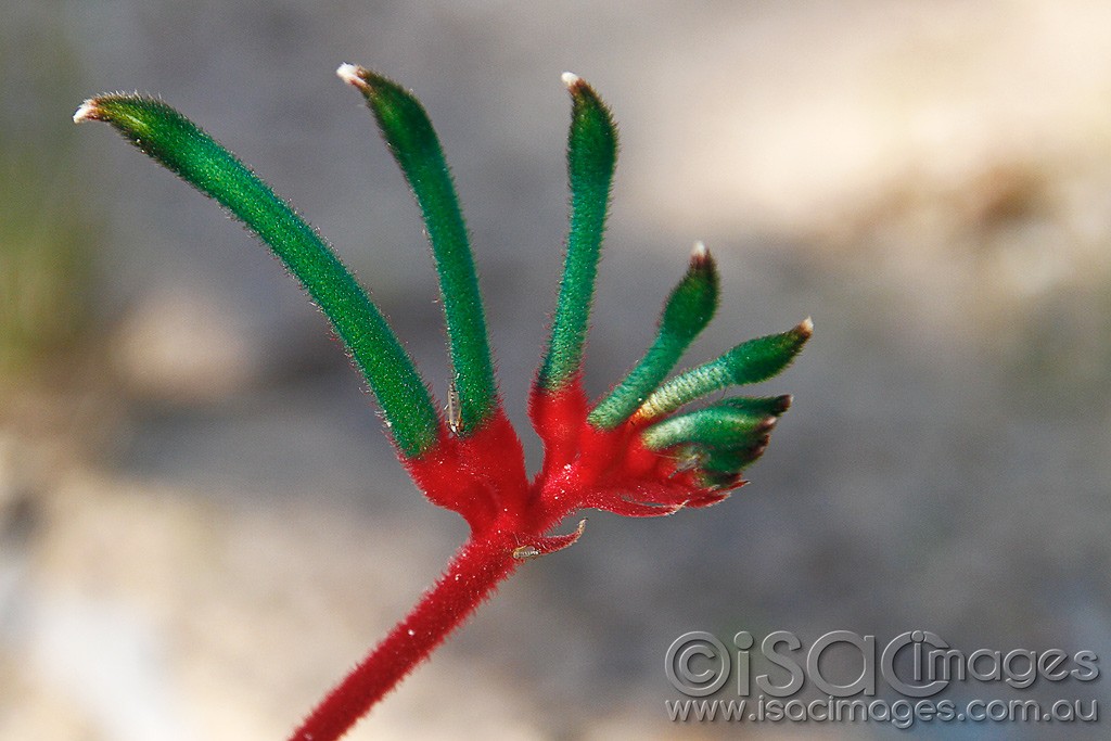 Click image for larger version

Name:	0234-Kangaroo-Paw.jpg
Views:	49
Size:	140.5 KB
ID:	457525