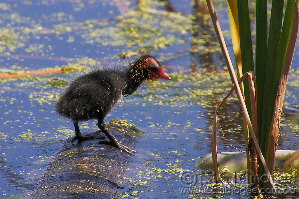 Click image for larger version

Name:	0199-Baby-Coot.jpg
Views:	15
Size:	237.6 KB
ID:	457527