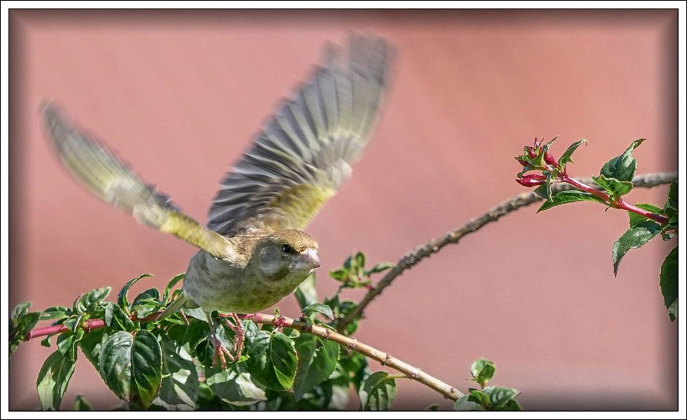 Click image for larger version

Name:	Flying finch r.jpg
Views:	33
Size:	116.7 KB
ID:	457602