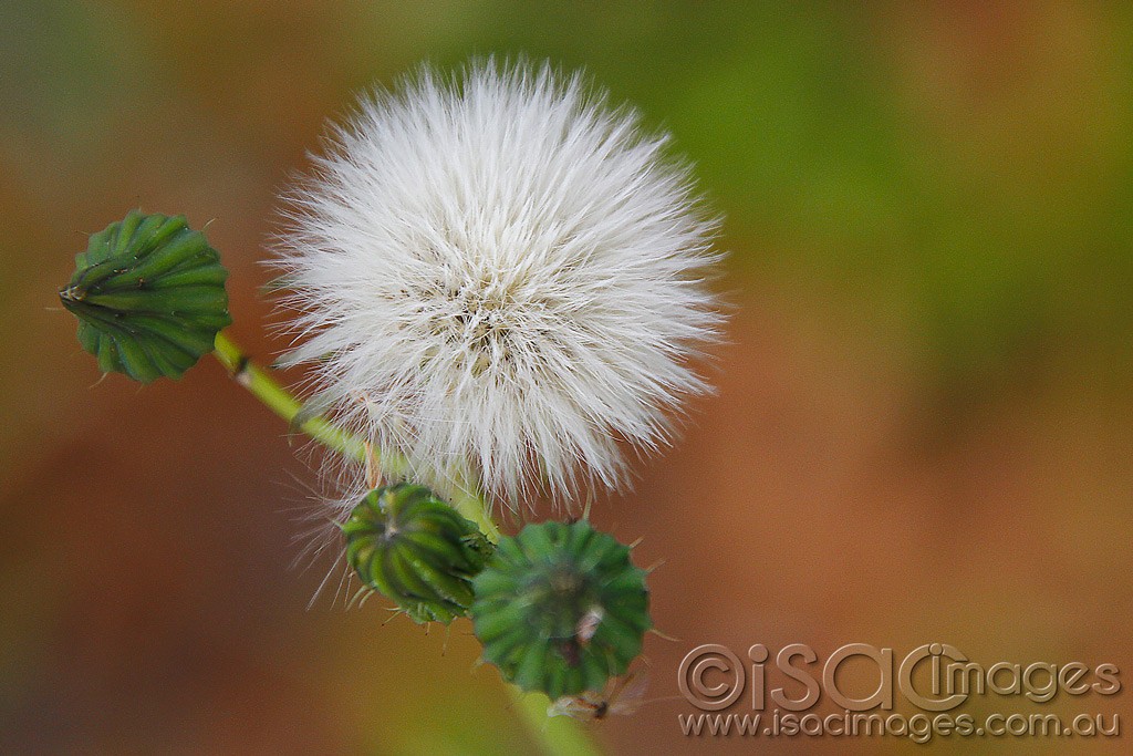 Click image for larger version  Name:	0260-Milk-Thistle.jpg Views:	1 Size:	181.2 KB ID:	457648