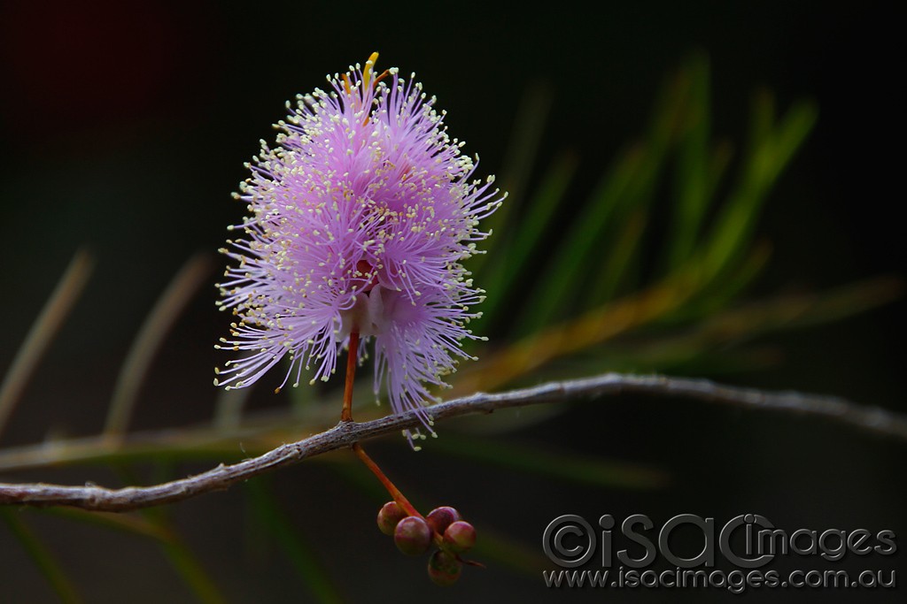 Click image for larger version  Name:	0281-Pink-Bottlebrush.jpg Views:	1 Size:	104.6 KB ID:	457647