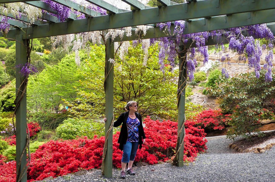 Click image for larger version

Name:	Wisteria.jpg
Views:	104
Size:	256.7 KB
ID:	457672