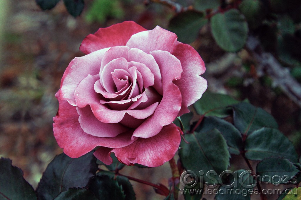 Click image for larger version

Name:	0013-Pink-Rose.jpg
Views:	32
Size:	165.5 KB
ID:	457754