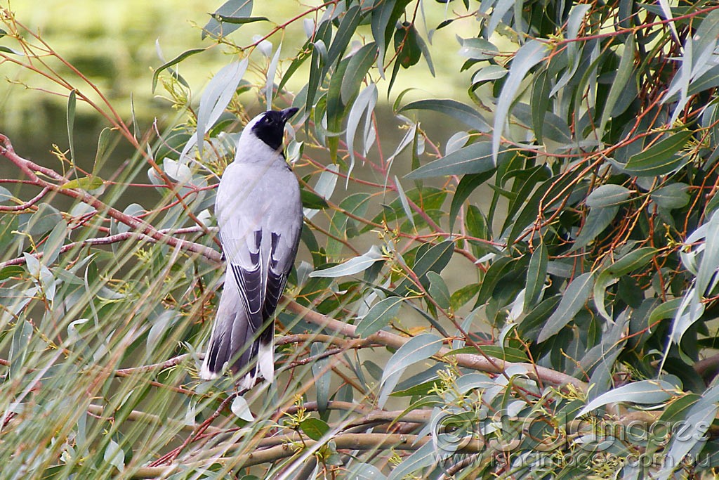 Click image for larger version

Name:	0197-BF-Cuckoo-Shrike.jpg
Views:	71
Size:	281.8 KB
ID:	458006