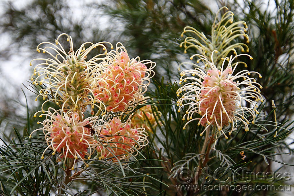 Click image for larger version

Name:	0173-Grevillea.jpg
Views:	55
Size:	277.4 KB
ID:	458011