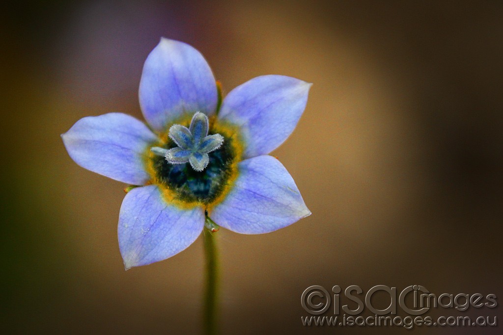 Click image for larger version

Name:	0082-Blue-Flower.jpg
Views:	29
Size:	113.3 KB
ID:	458019