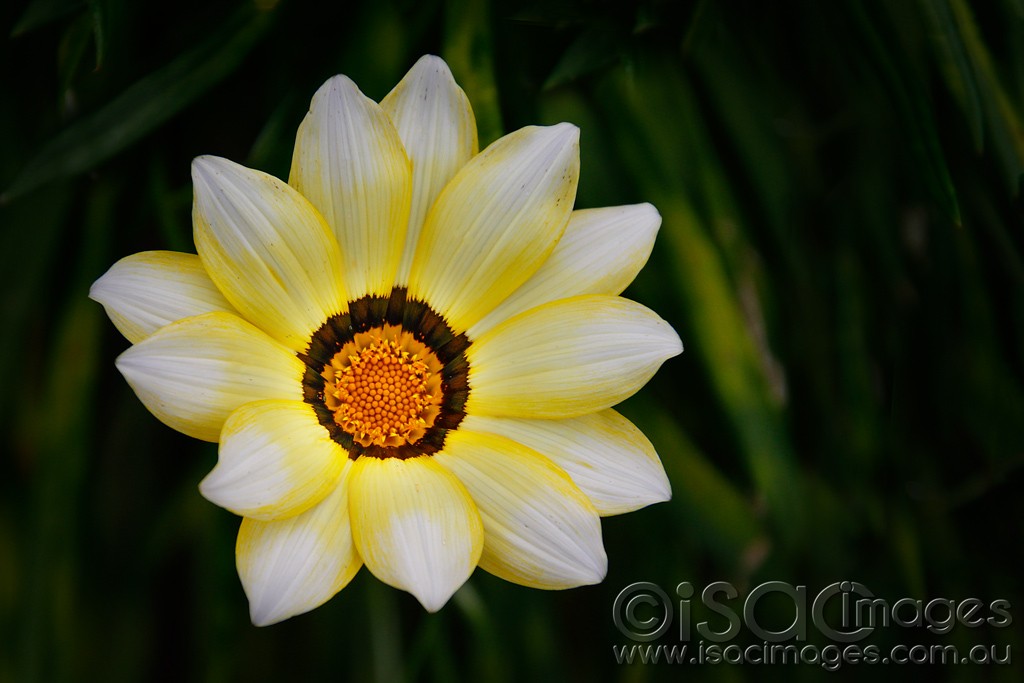 Click image for larger version

Name:	0077-Yellow-Flower.jpg
Views:	30
Size:	105.1 KB
ID:	458020