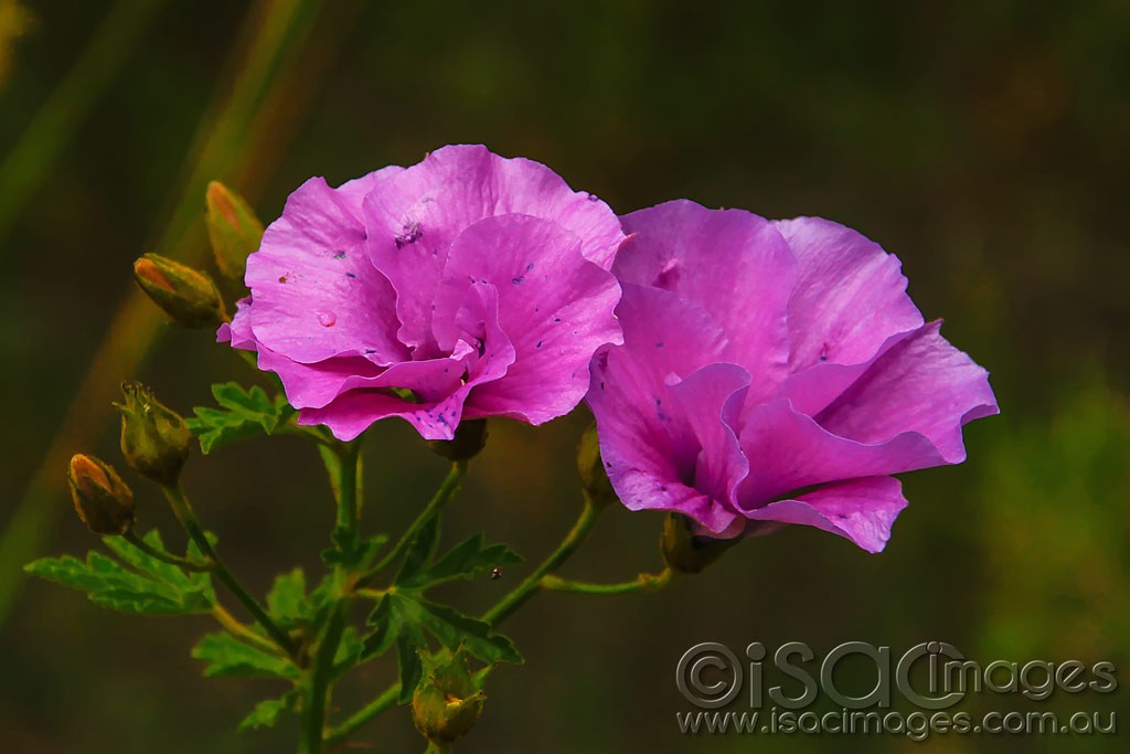 Click image for larger version

Name:	0095-Pink-Flowers.jpg
Views:	65
Size:	96.8 KB
ID:	458025