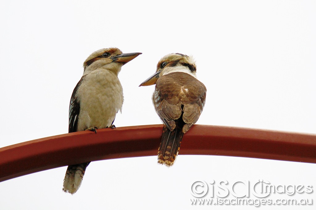 Click image for larger version

Name:	0022-Kookaburras.jpg
Views:	16
Size:	76.3 KB
ID:	458028