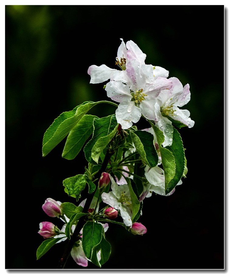 Click image for larger version

Name:	Apple blossom 2.jpg
Views:	30
Size:	120.7 KB
ID:	458247