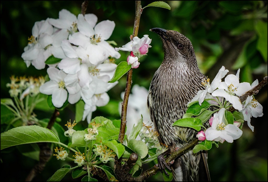 Click image for larger version

Name:	Wattle in the apple tree 2 r.jpg
Views:	52
Size:	196.4 KB
ID:	458319