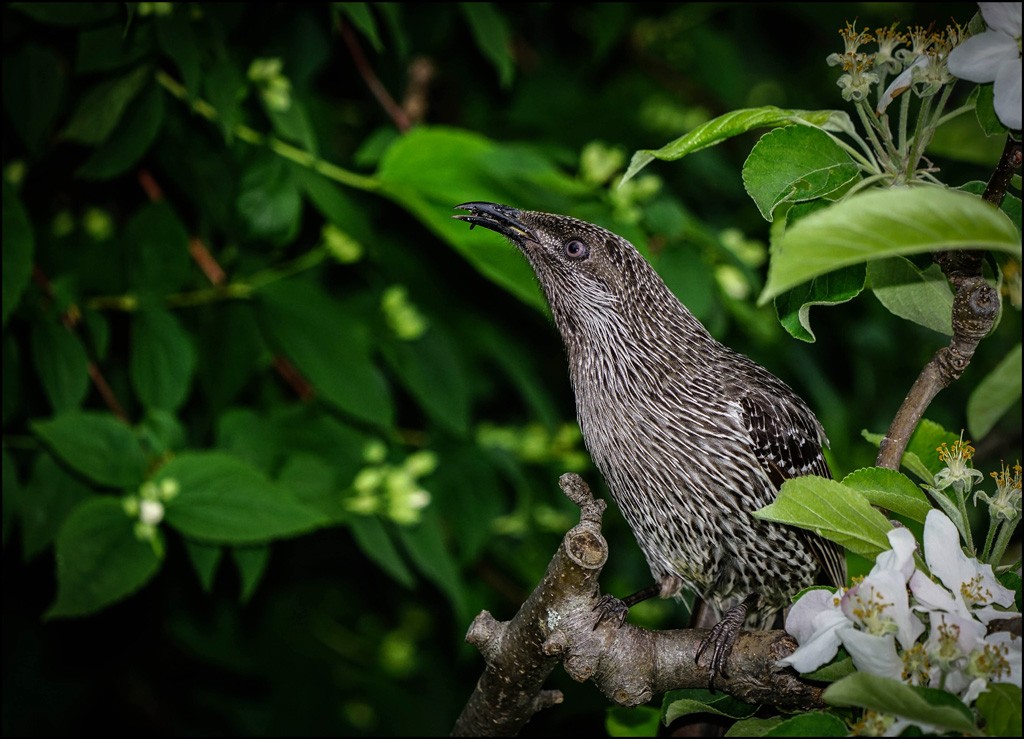 Click image for larger version  Name:	Wattle in the apple tree r.jpg Views:	2 Size:	179.9 KB ID:	458342