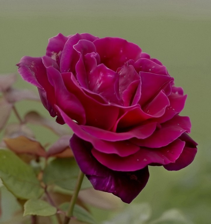 Click image for larger version

Name:	Rich Deep Red in a Rose.jpg
Views:	28
Size:	78.8 KB
ID:	458401