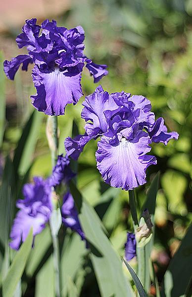 Click image for larger version  Name:	blue iris 2018.jpg Views:	1 Size:	163.0 KB ID:	458505