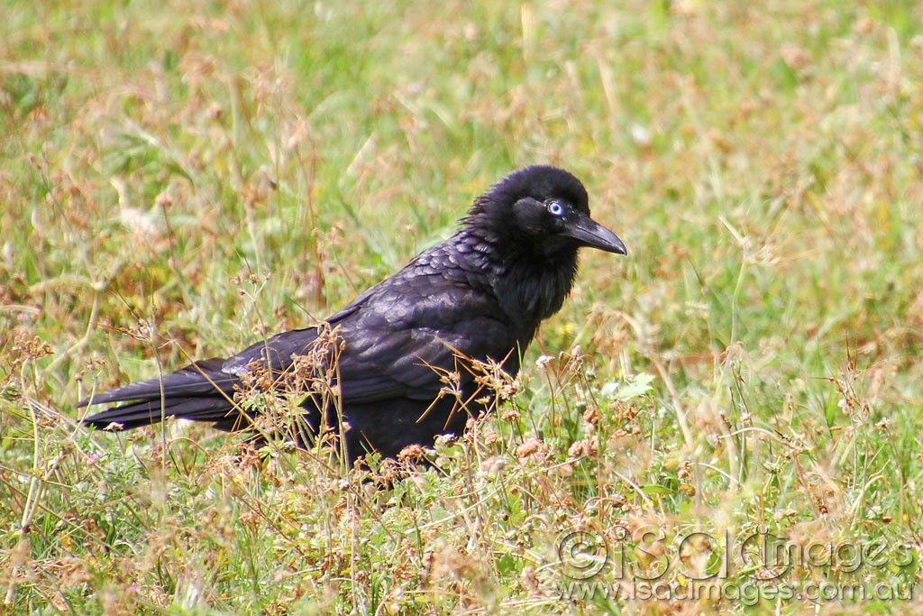 Click image for larger version

Name:	0232-Crow.jpg
Views:	19
Size:	244.7 KB
ID:	458580