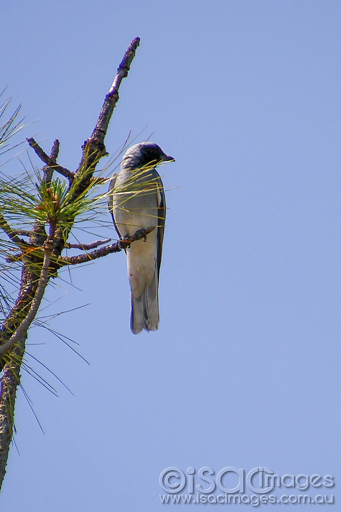 Click image for larger version

Name:	0032-Black_Faced_Cuckoo_Shrike.jpg
Views:	36
Size:	150.3 KB
ID:	458699