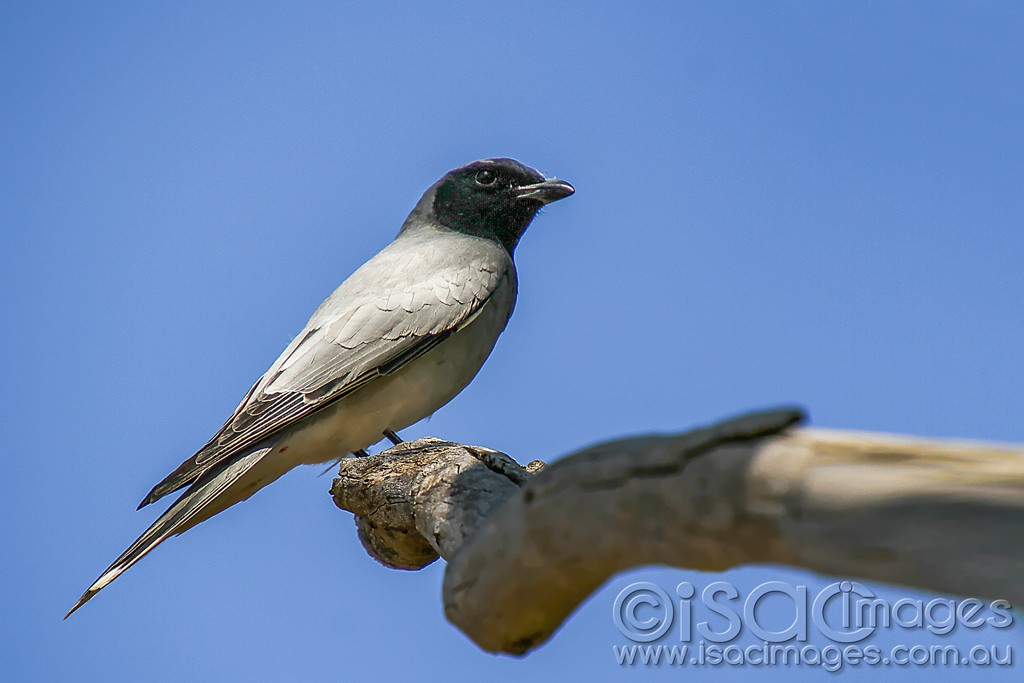 Click image for larger version

Name:	0050-Black_Faced_Cuckoo_Shrike.jpg
Views:	34
Size:	106.6 KB
ID:	458700