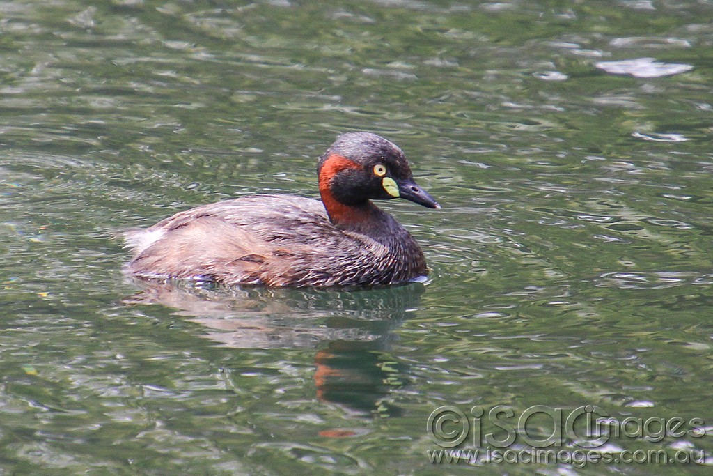 Click image for larger version

Name:	0456-Australasian-Grebe.jpg
Views:	33
Size:	220.7 KB
ID:	458903