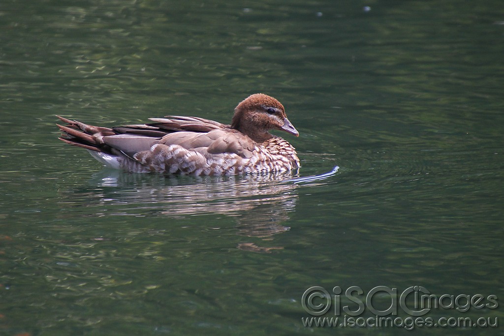 Click image for larger version

Name:	0467-Wood-Duck.jpg
Views:	35
Size:	147.2 KB
ID:	458905