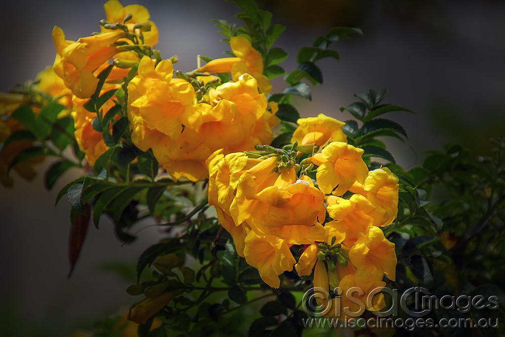 Click image for larger version

Name:	0413-Yellow-Flowers-E.jpg
Views:	23
Size:	136.3 KB
ID:	459071