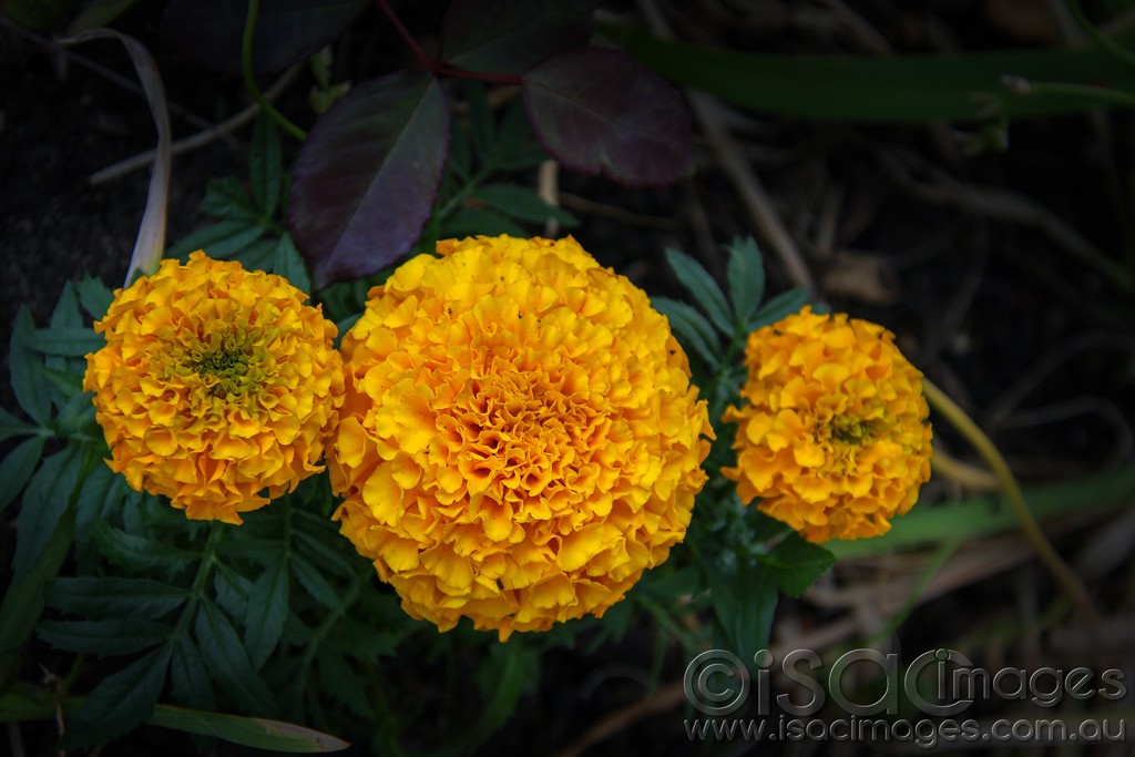 Click image for larger version

Name:	0010-Marigolds.jpg
Views:	33
Size:	138.9 KB
ID:	459078