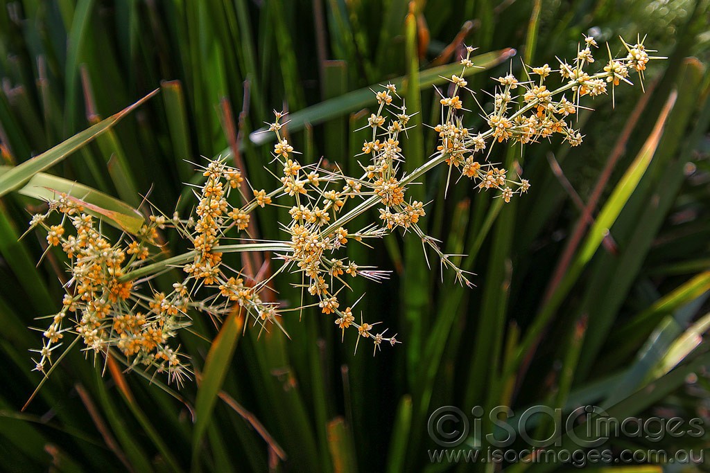 Click image for larger version  Name:	0076-Reed_Flowers.jpg Views:	1 Size:	210.0 KB ID:	459190