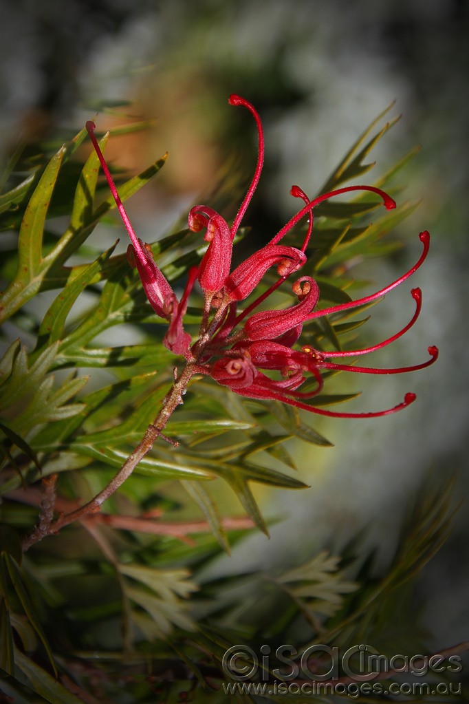 Click image for larger version  Name:	0080-Bottlebrush.jpg Views:	1 Size:	135.4 KB ID:	459191