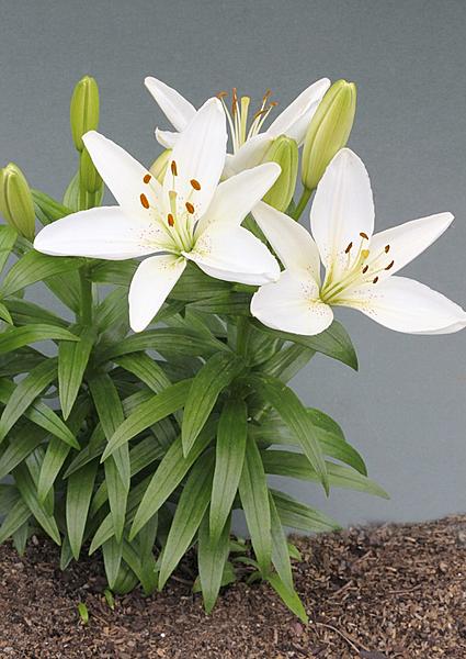 Click image for larger version

Name:	Asiatic Lilium A.jpg
Views:	93
Size:	154.6 KB
ID:	459254