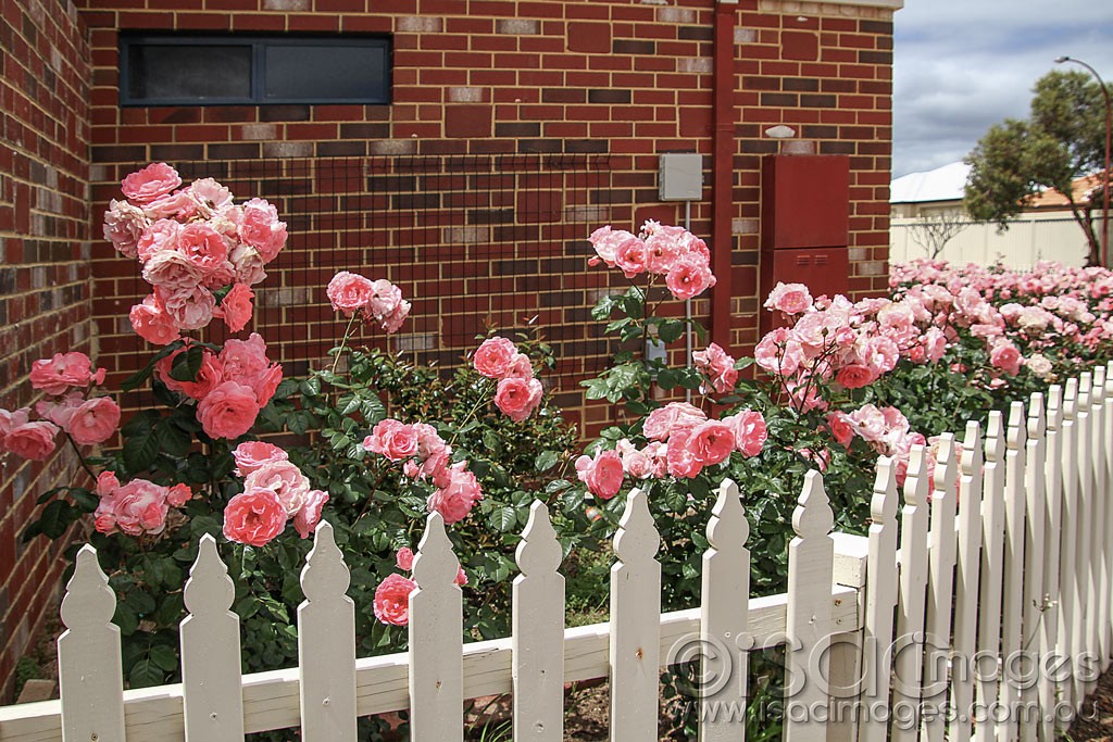 Click image for larger version

Name:	0129-Cottage_Roses.jpg
Views:	29
Size:	264.5 KB
ID:	459262