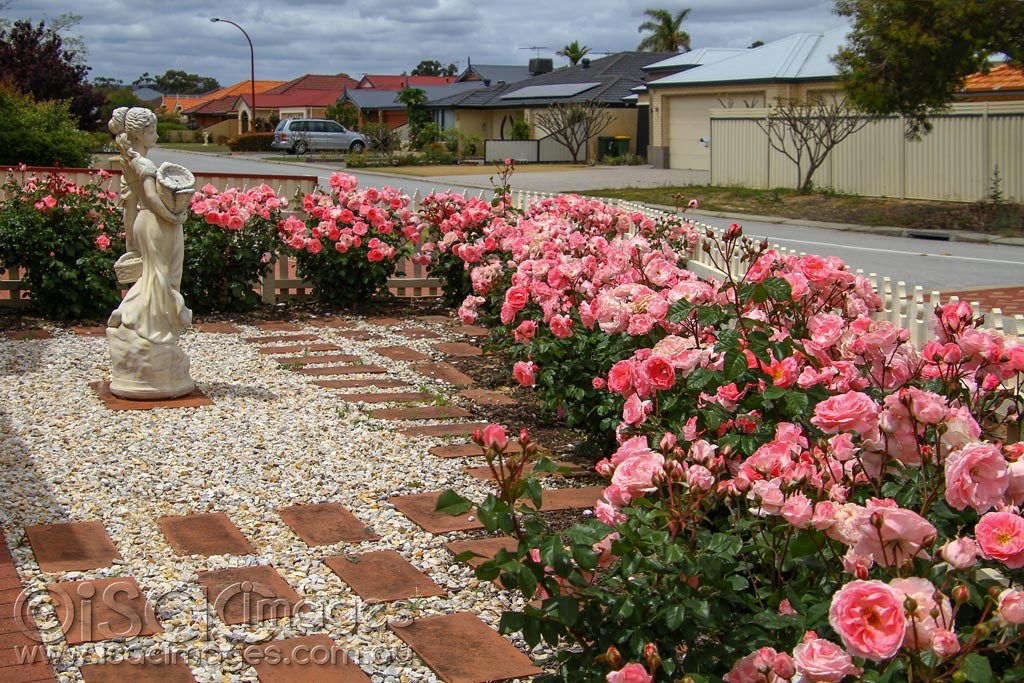 Click image for larger version

Name:	0130-Cottage_Roses.jpg
Views:	25
Size:	296.2 KB
ID:	459263