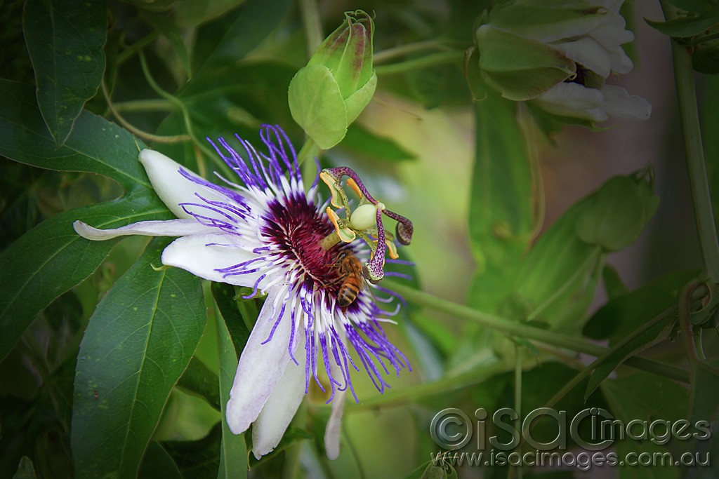 Click image for larger version

Name:	0015-PassionFruit_Flower.jpg
Views:	29
Size:	150.0 KB
ID:	459267