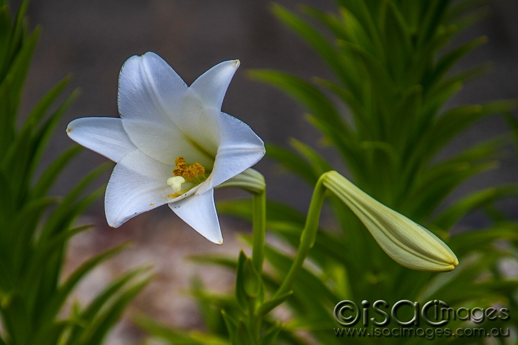 Click image for larger version

Name:	0394-White-Lily.jpg
Views:	22
Size:	113.8 KB
ID:	459847