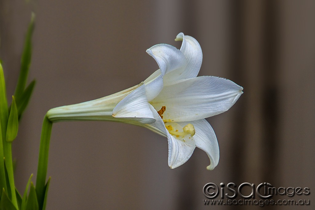 Click image for larger version

Name:	0395-White-Lily.jpg
Views:	27
Size:	90.1 KB
ID:	459848