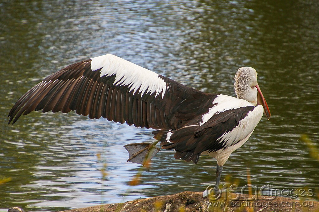 Click image for larger version

Name:	0101-Pelican.jpg
Views:	37
Size:	214.0 KB
ID:	460246