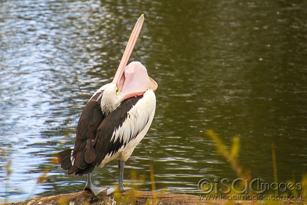 Click image for larger version

Name:	0110-Pelican.jpg
Views:	44
Size:	193.0 KB
ID:	460247