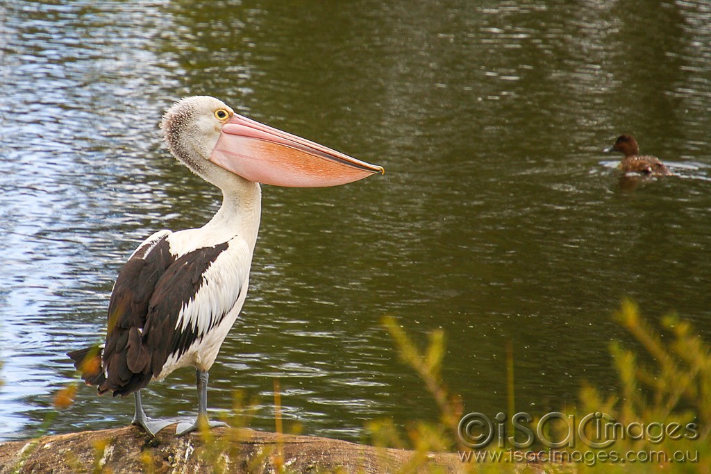 Click image for larger version

Name:	0117-Pelican.jpg
Views:	45
Size:	208.1 KB
ID:	460248