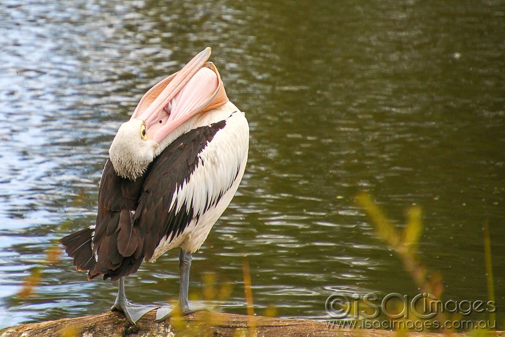 Click image for larger version

Name:	0112-Pelican.jpg
Views:	43
Size:	195.0 KB
ID:	460249