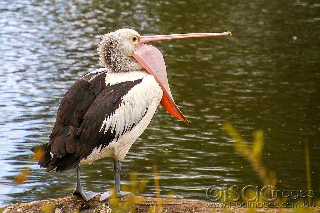 Click image for larger version

Name:	0106-Pelican.jpg
Views:	61
Size:	203.1 KB
ID:	460250