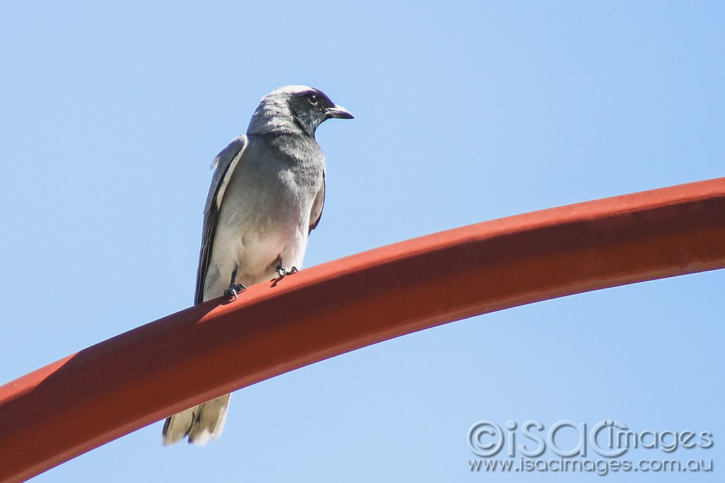 Click image for larger version

Name:	0026-Black-Faced-Cuckoo-Shrike.jpg
Views:	21
Size:	82.6 KB
ID:	460252