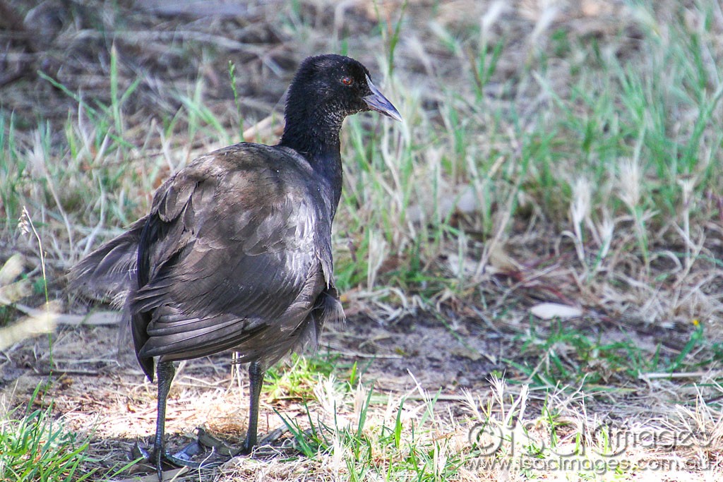 Click image for larger version  Name:	0056-Juvenile-Coot.jpg Views:	1 Size:	248.9 KB ID:	460260