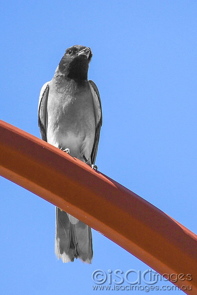 Click image for larger version

Name:	0031-Black-Faced-Cuckoo-Shrike.jpg
Views:	21
Size:	174.7 KB
ID:	460254