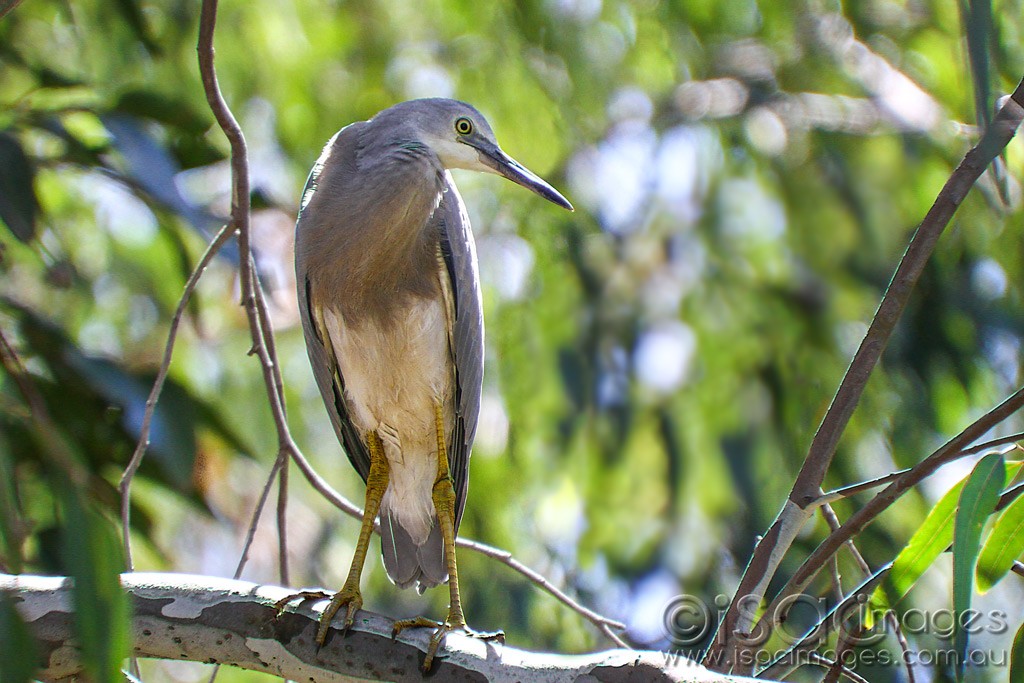 Click image for larger version  Name:	0150-White-Faced-Heron.jpg Views:	1 Size:	181.6 KB ID:	460258