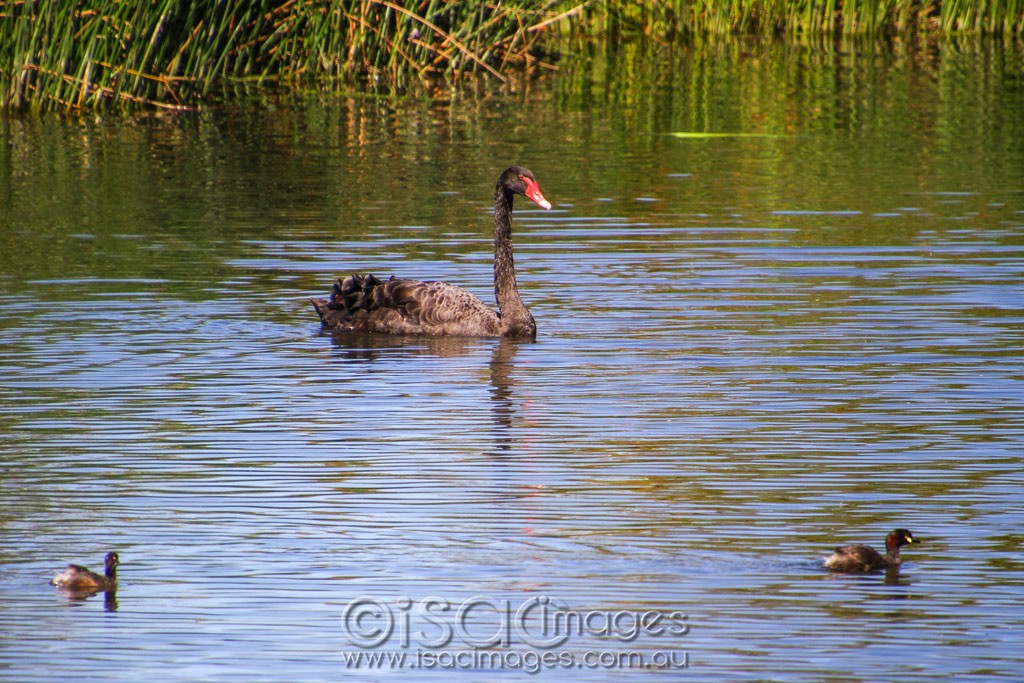 Click image for larger version  Name:	0182-Swan-and-Grebes.jpg Views:	1 Size:	234.6 KB ID:	460259